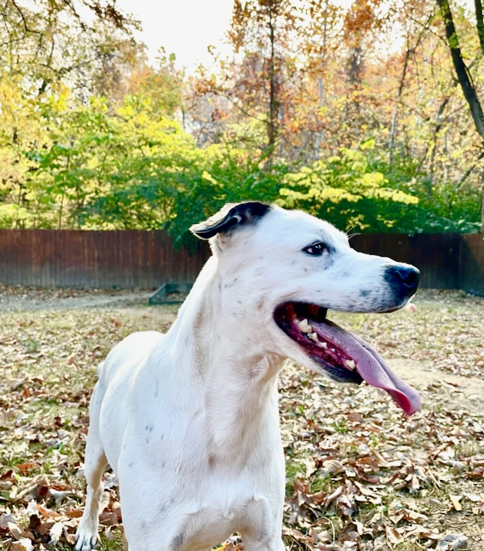 Photo of white dog, panting with his mouth open, in a backyard