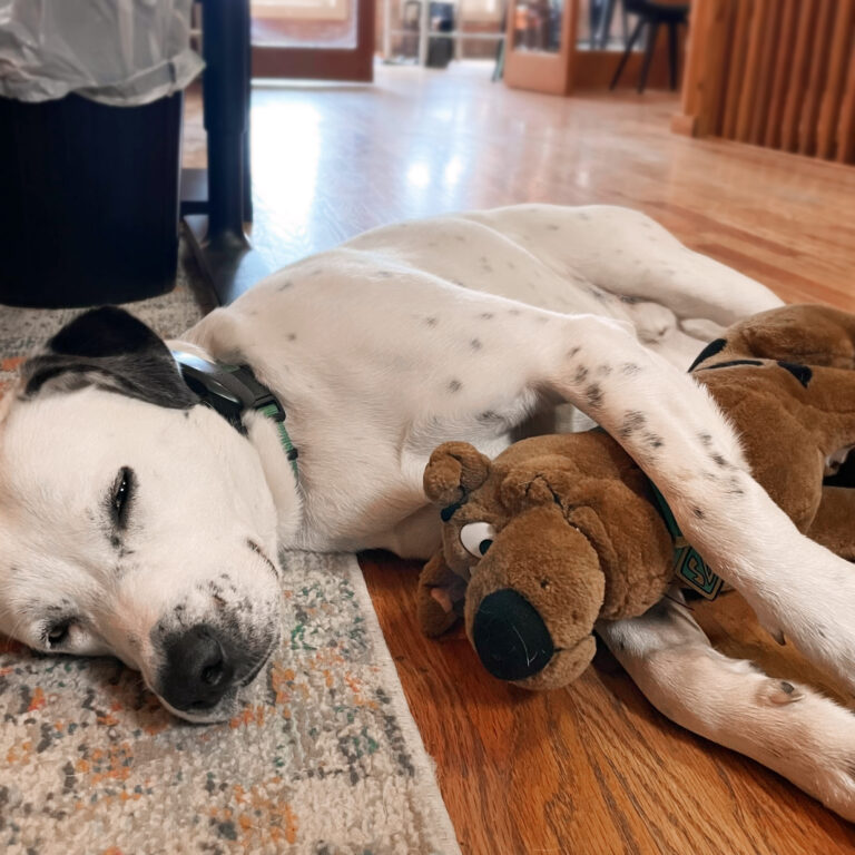 Search Dog’s Approach to SEO in the Age of AI