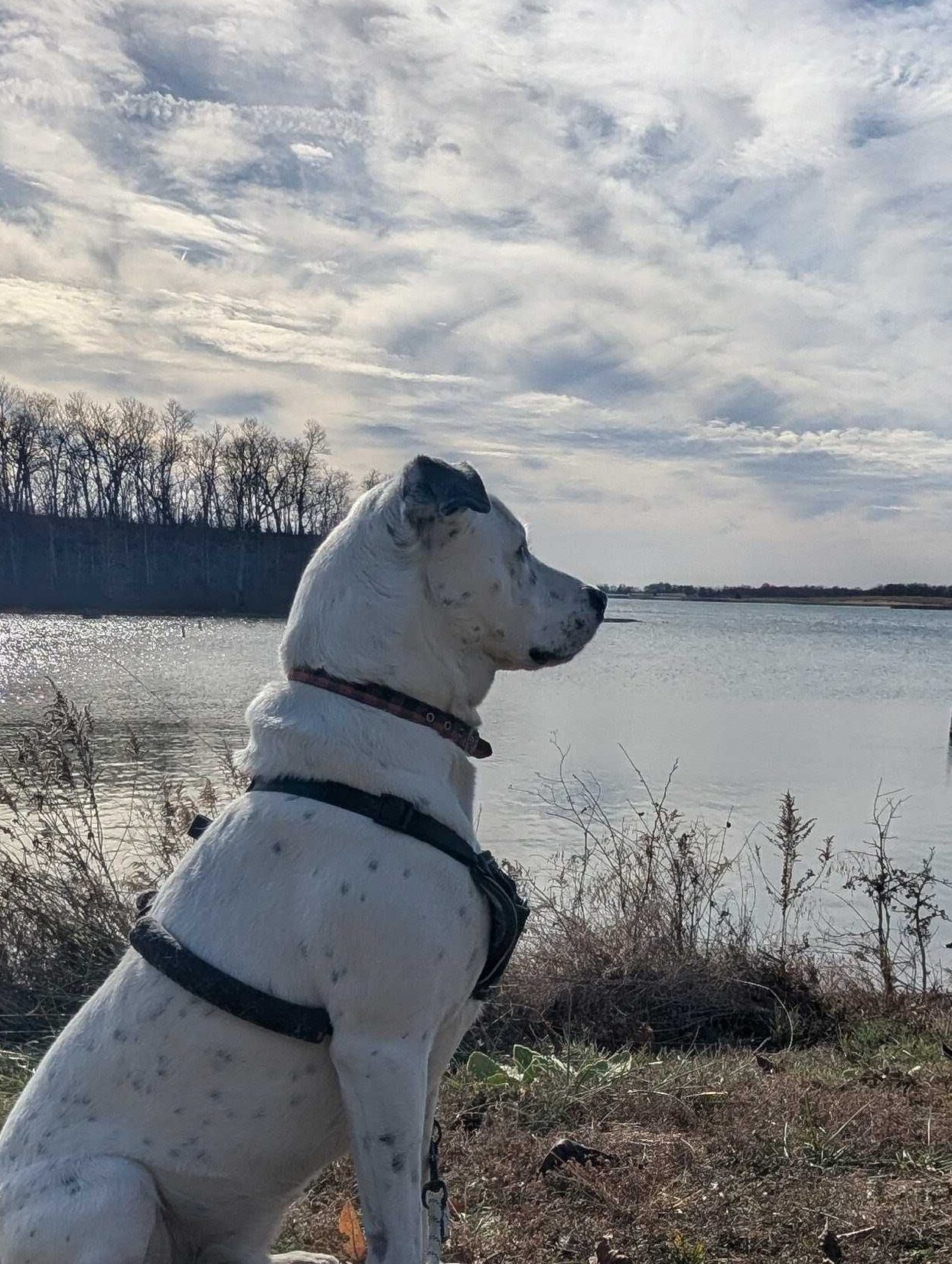 A dog stare out at the water at the edge of a lake