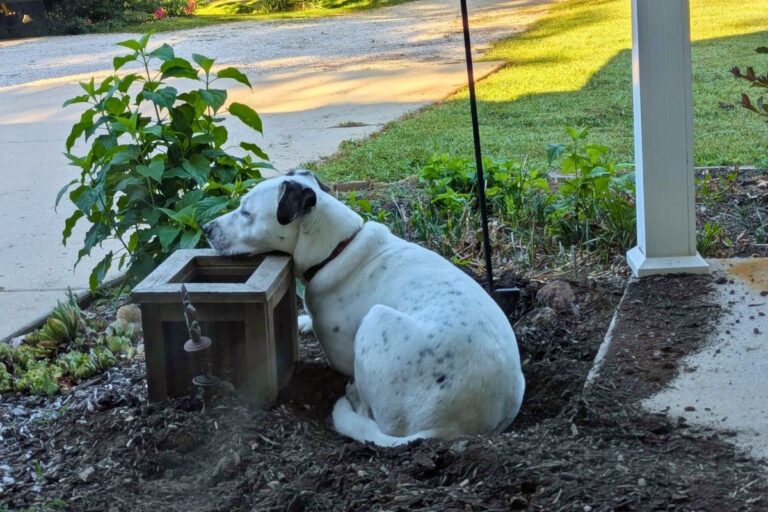 Simpson, a white dog, lying in dirt with his head on a plant box