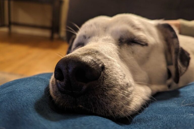 Close up of Simpson, white dog, sleeping