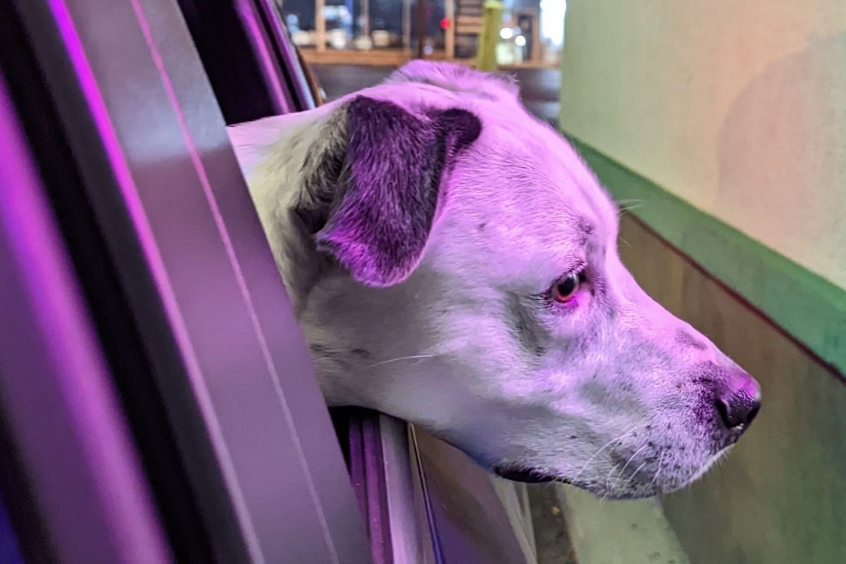 Simpson the dog looking out the car window at the drive thru