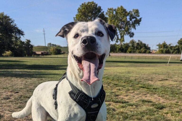 Simpson, white dog, staring directly at the camera with his tongue out, with a dog park in the background