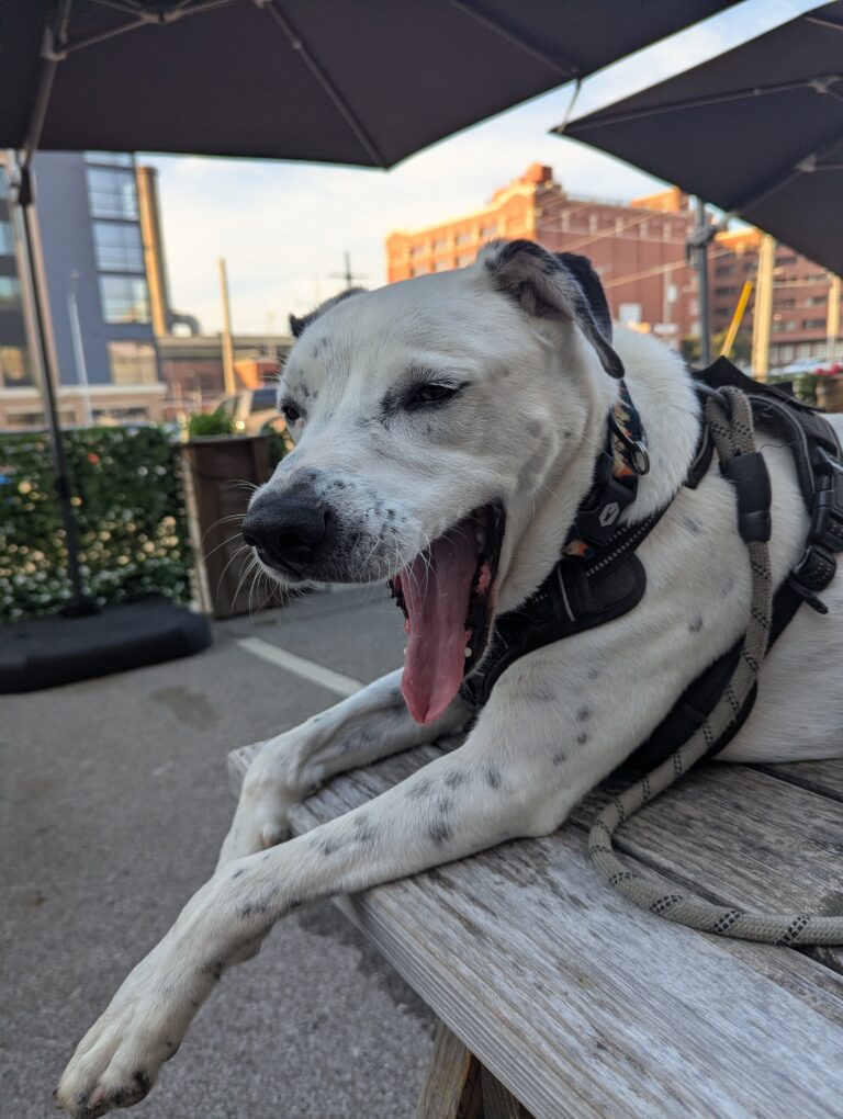 White dog yawning, sitting on a picnic table